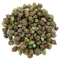 Permanent Runtz Indoor - 14 Grams Littles - Indica