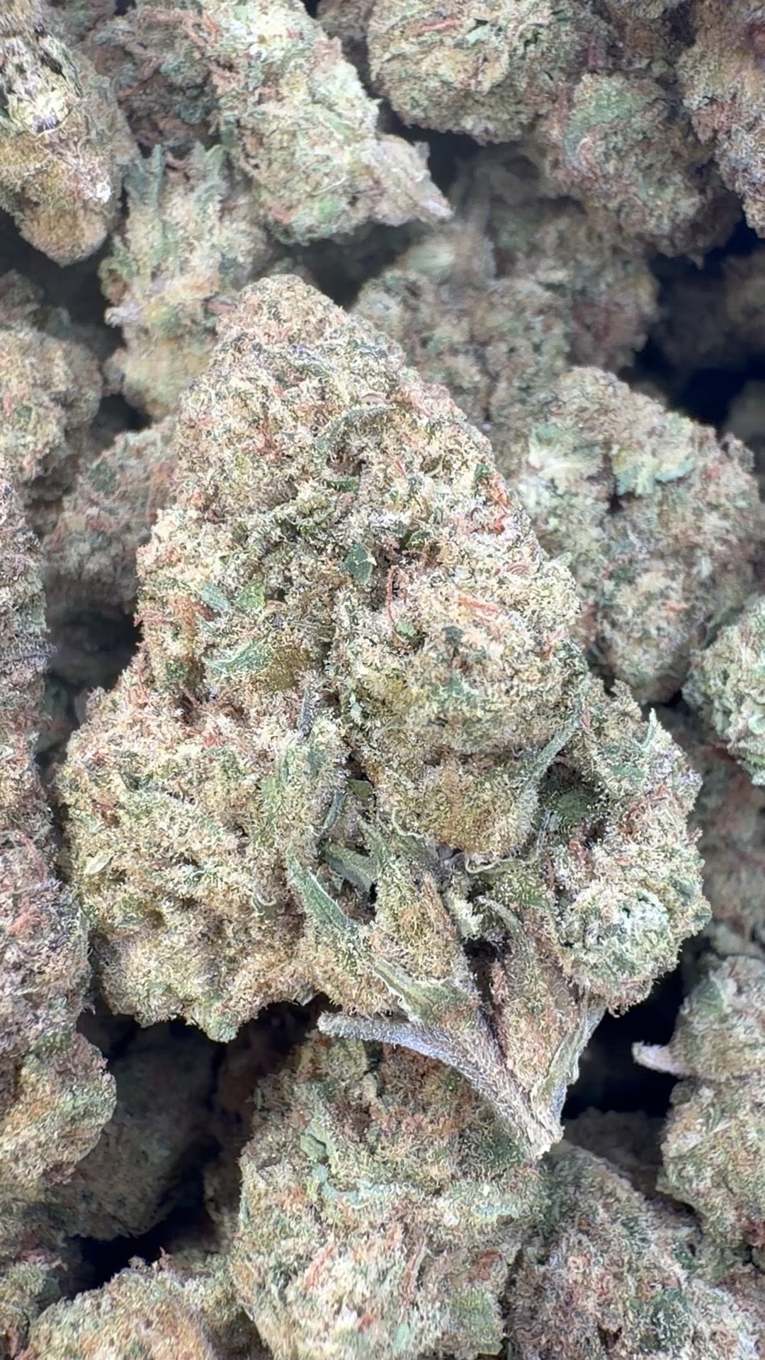 Blueberry Lemon Bars Indoor - Bulk - Hybrid