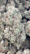 Laughing Gas Indoor - Bulk - Hybrid