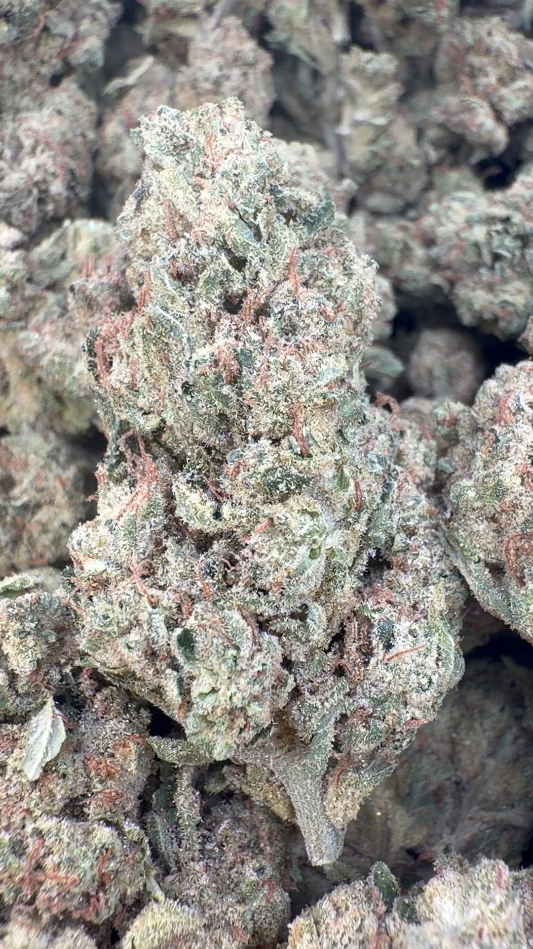 Laughing Gas Indoor - Bulk - Hybrid