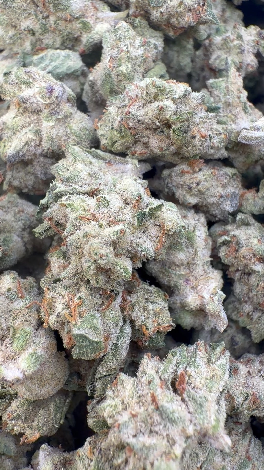 Grape Ape Indoor Littles - Bulk Littles - Hybrid